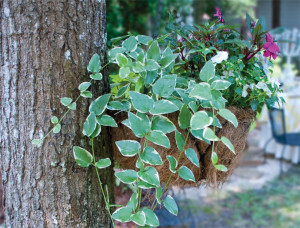 hanging-plant_DSC0567