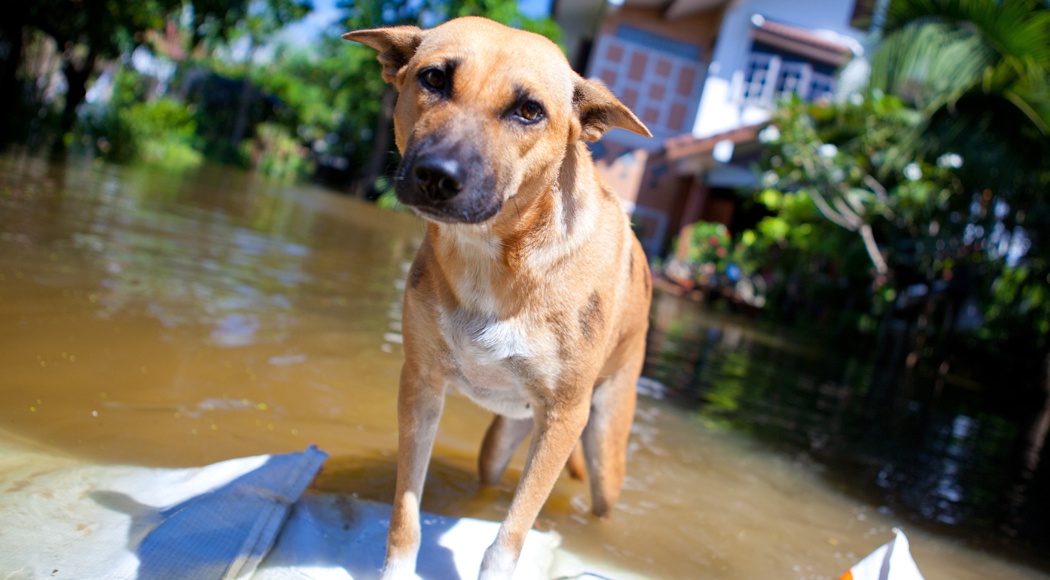 Northshore Humane Leading Disaster Relief