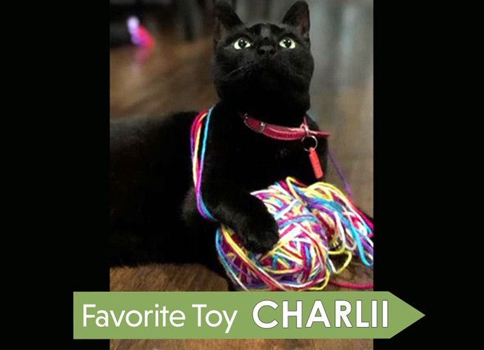 Pets with Personality Charlii