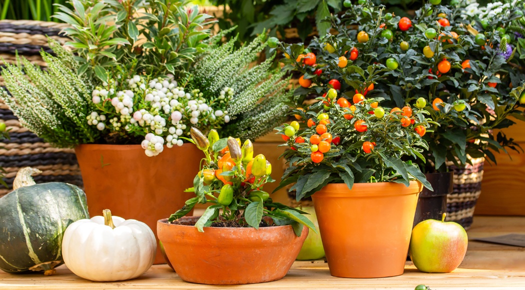Container Gardening for fall