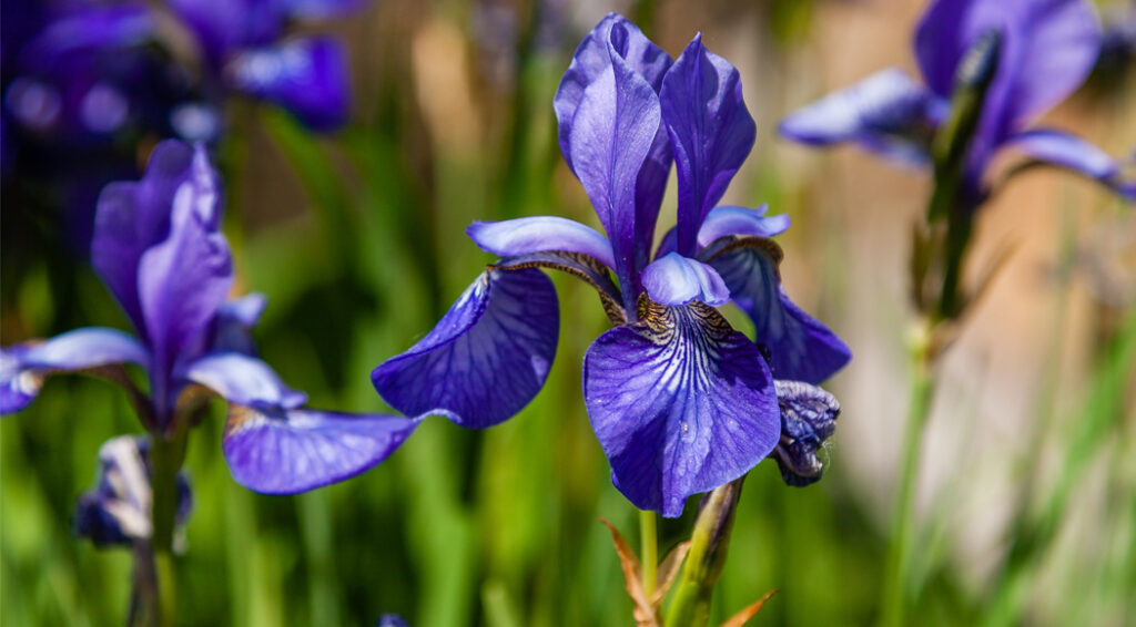 Growing Louisiana Irises
